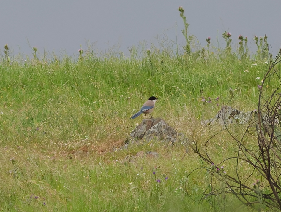 Blauwe ekster (Cyanopica cooki)